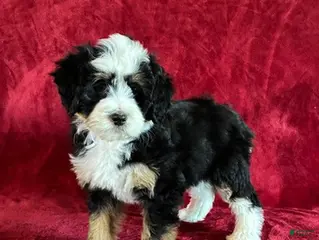 Mini Bernedoodle dogs for sale: Bella - Ad 3