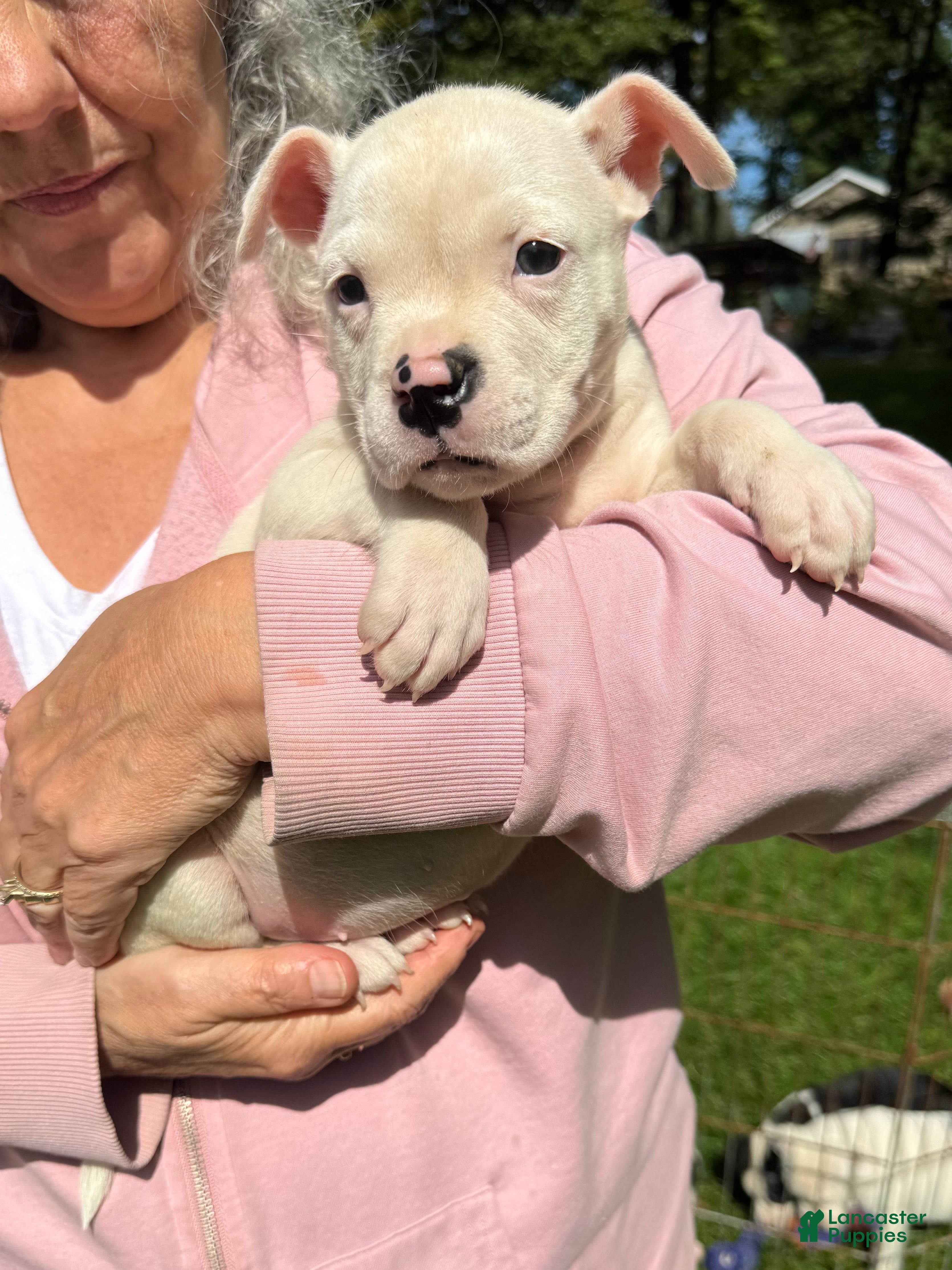 American Bulldog dogs Female 2 - Ad 2