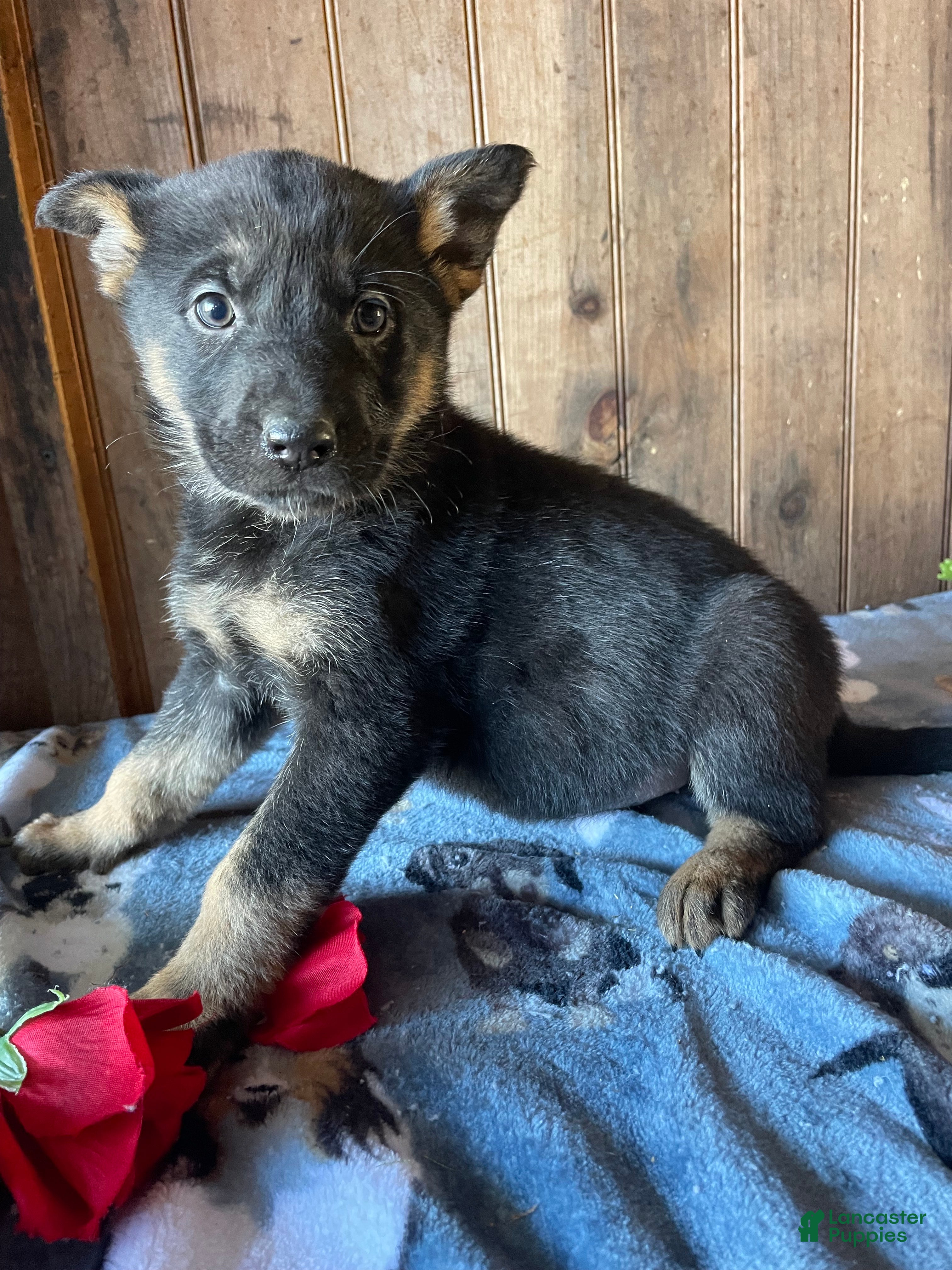 German Shepherd dogs Angel - Ad 6