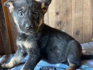 German Shepherd dogs Angel - Ad 6