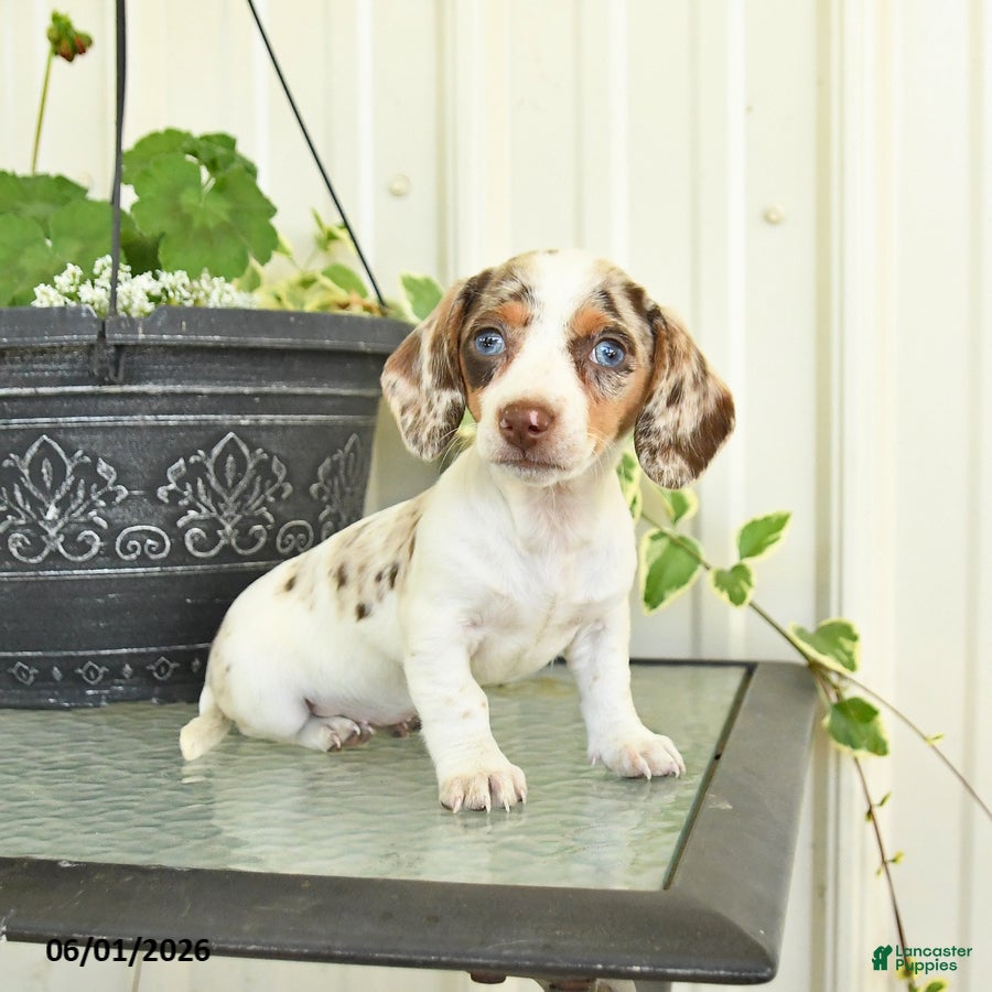 Dachshund dogs for sale: Lacey - Ad 5