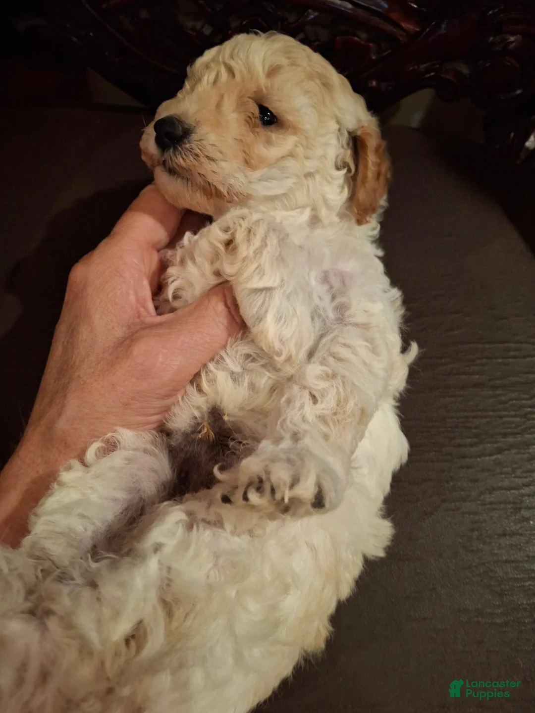 Miniature Poodle dogs for sale: Fenrir - Ad 2