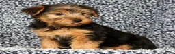 Yorkshire Terrier dogs for sale: AJ - Ad 6