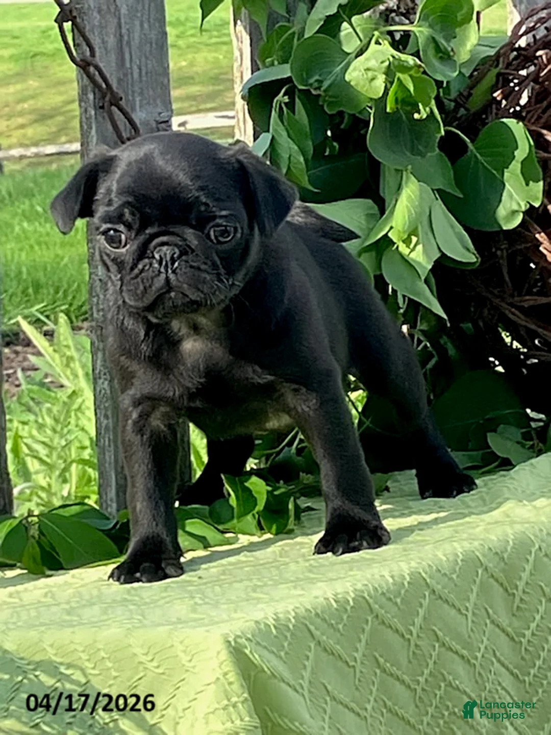 Pug dogs for sale: Lacy - Ad 1