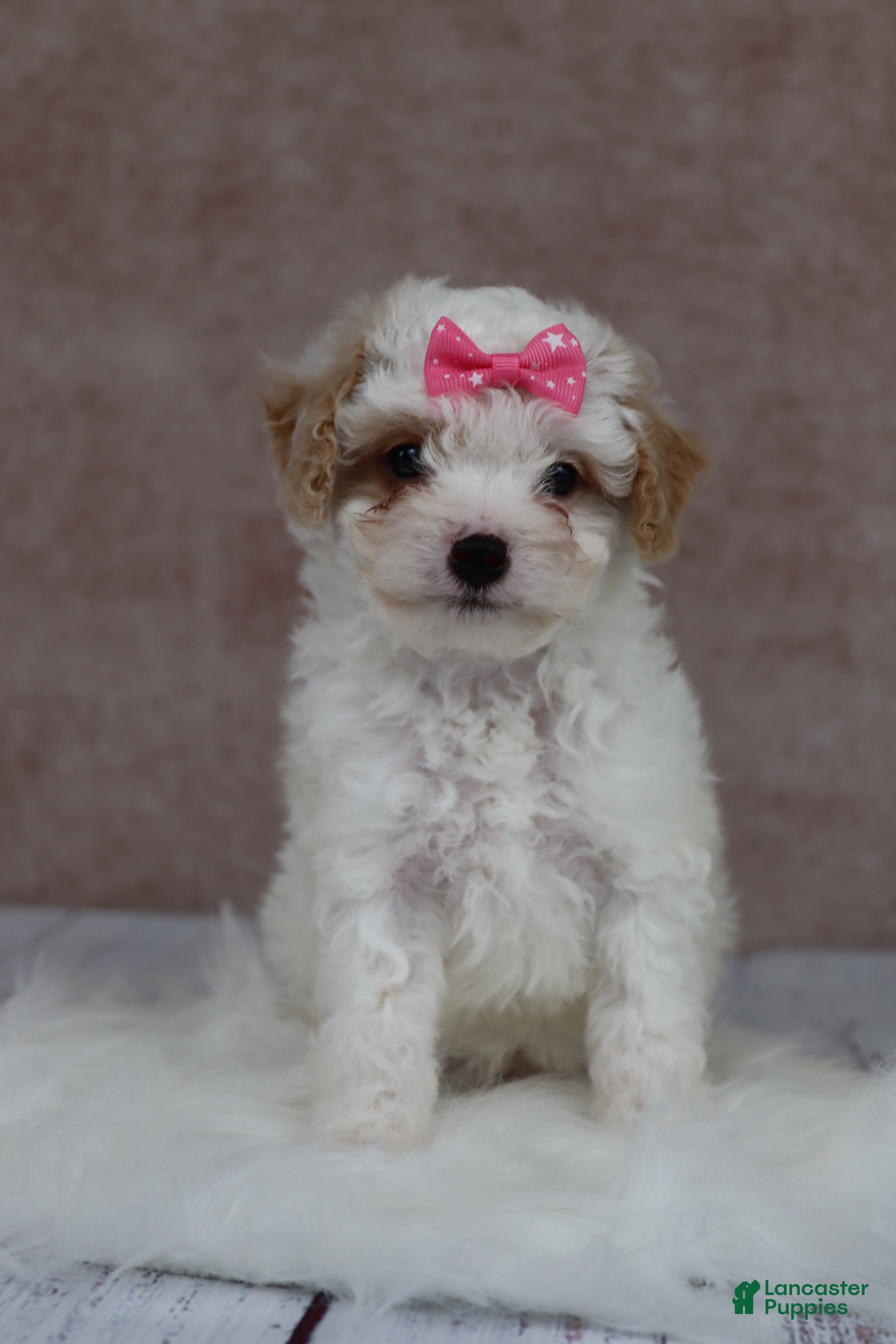Cavapoo dogs F1B  Pumpkin - Ad 1