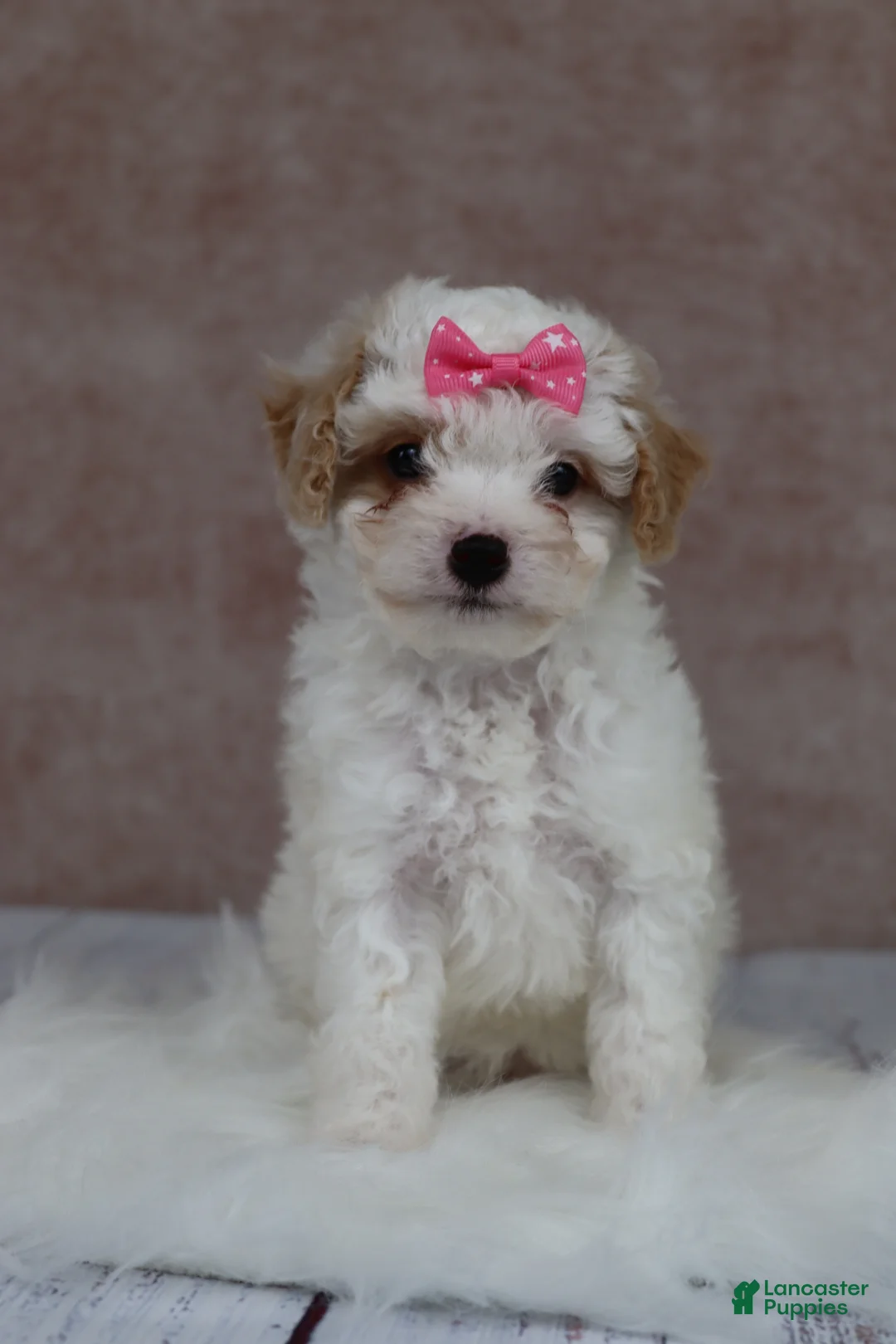 Cavapoo dogs for sale: F1B  Pumpkin - Ad 1
