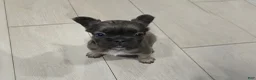 French Bulldog dogs for sale: Biggie - Ad 2
