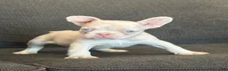 French Bulldog dogs for sale: Cheeto - Ad 12