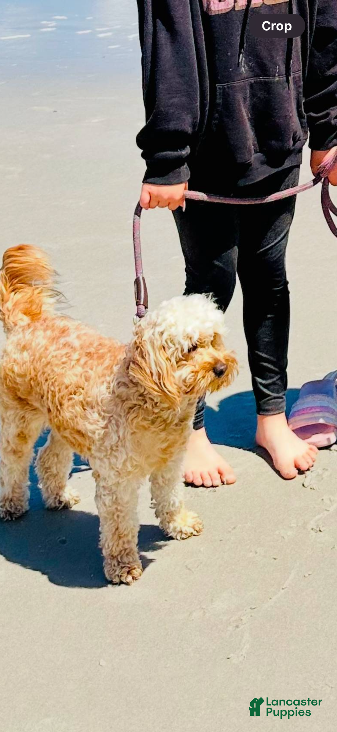 Mini Goldendoodle dogs for sale: Penny pie  - Ad 2