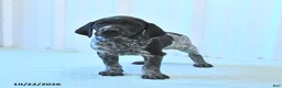 German Shorthaired Pointer dogs for sale: Crystal - Ad 3