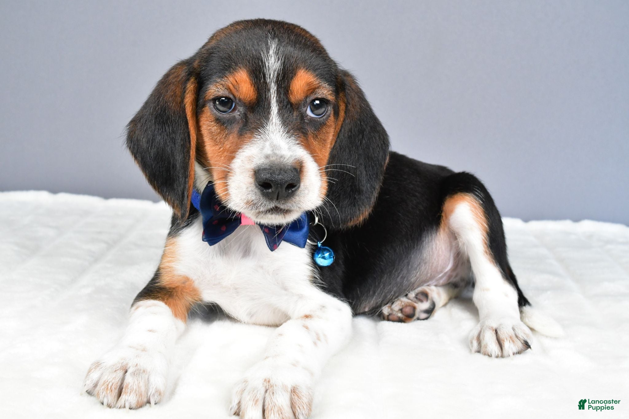 Beagle dogs Ozzy - Ad 2