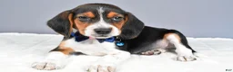 Beagle dogs for sale: Ozzy - Ad 2