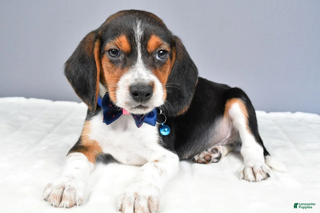 Beagle dogs for sale: Ozzy - Ad 2