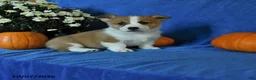 Welsh Corgi Pembroke dogs for sale: Kalvin - Ad 1