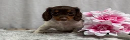 Miniature Dachshund dogs for sale: Birdie - Ad 8