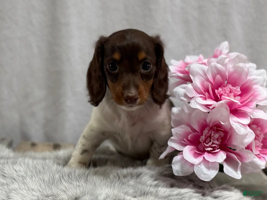Miniature Dachshund dogs for sale: Birdie - Ad 8