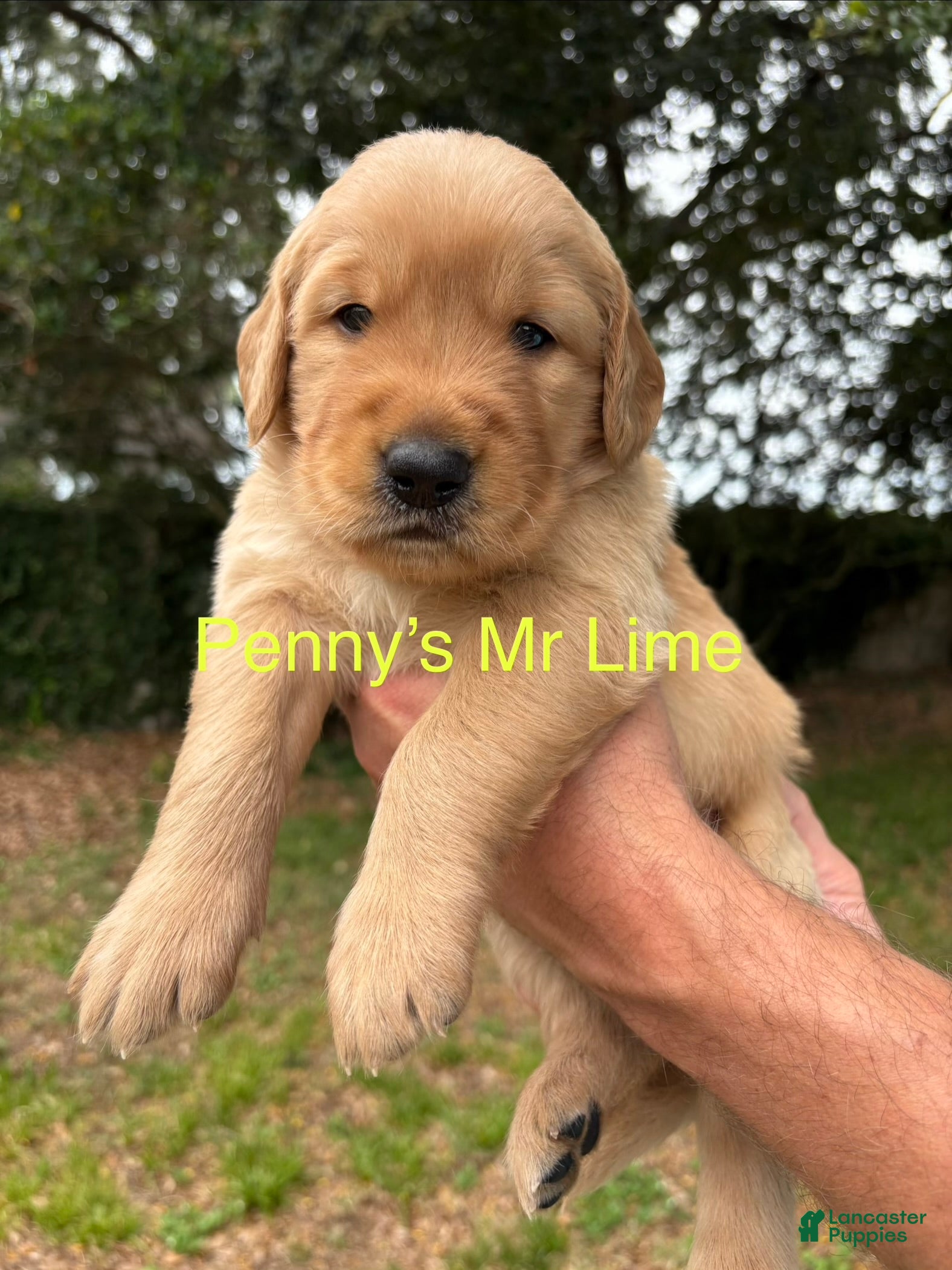 Golden Retriever dogs Penny’s Mr lime - Ad 27