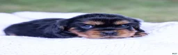 Cavalier King Charles Spaniel dogs for sale: Spanky - Ad 12
