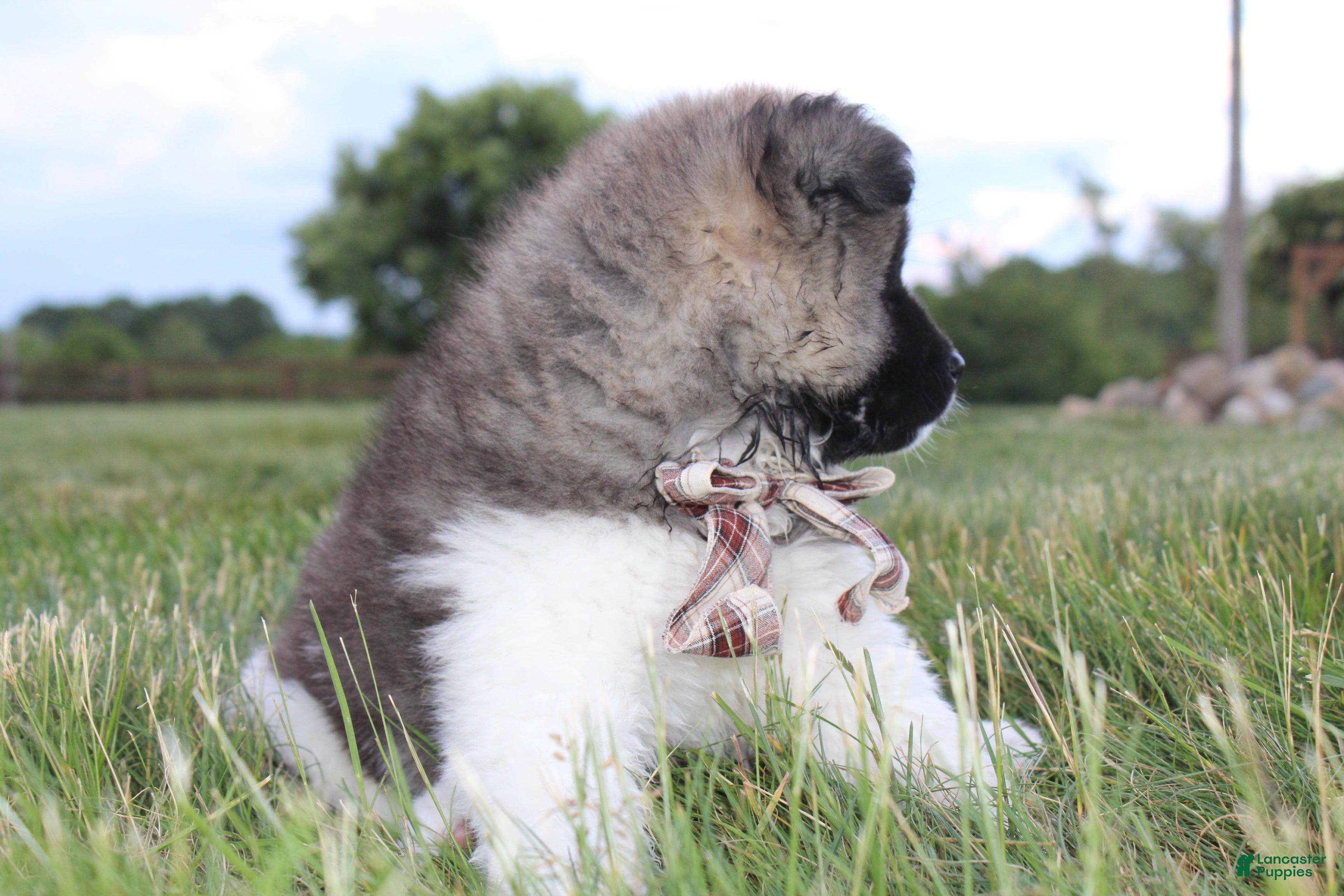 Akita dogs AKC Riley - Ad 2
