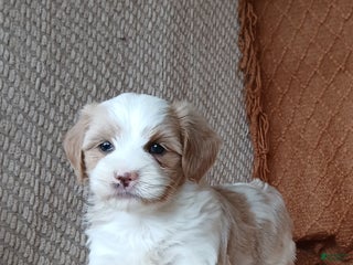 Havanese dogs - Ad 21