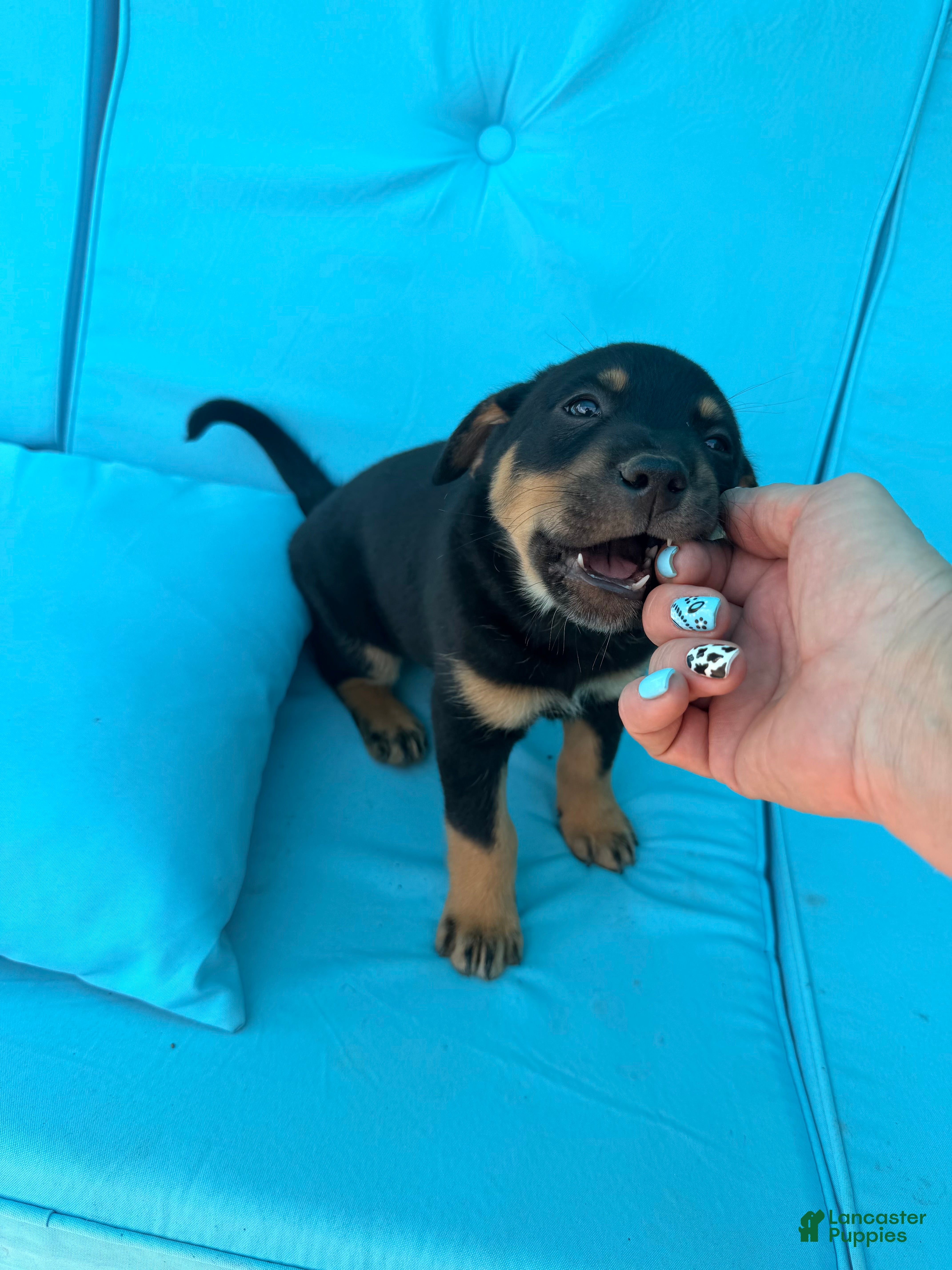 Mixed Breed dogs Hank - Ad 1