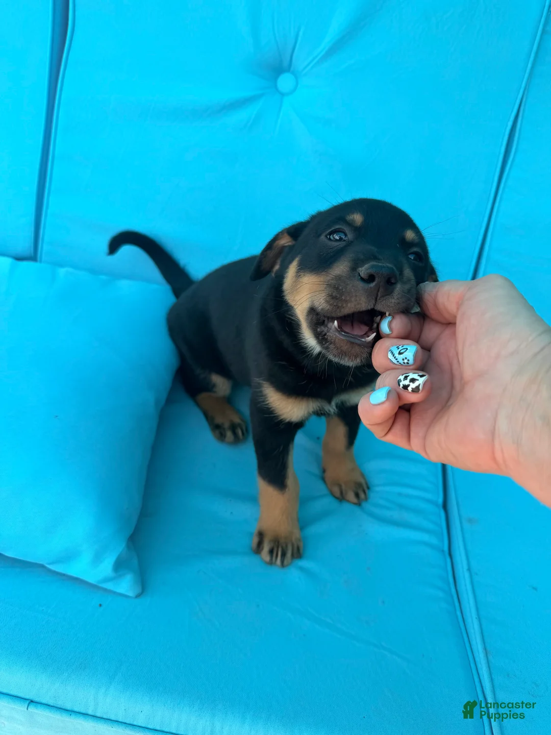 Mixed Breed dogs for sale: Hank - Ad 1