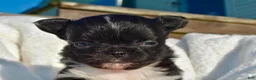 Chihuahua dogs for sale: Izzy - Ad 2