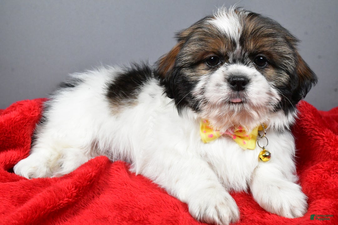 Bo for sale in Millersburg Lancaster Puppies