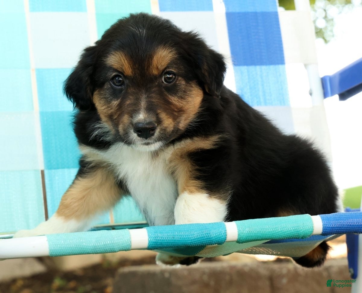Australian Shepherd dogs for sale: Sunshine - Ad 8