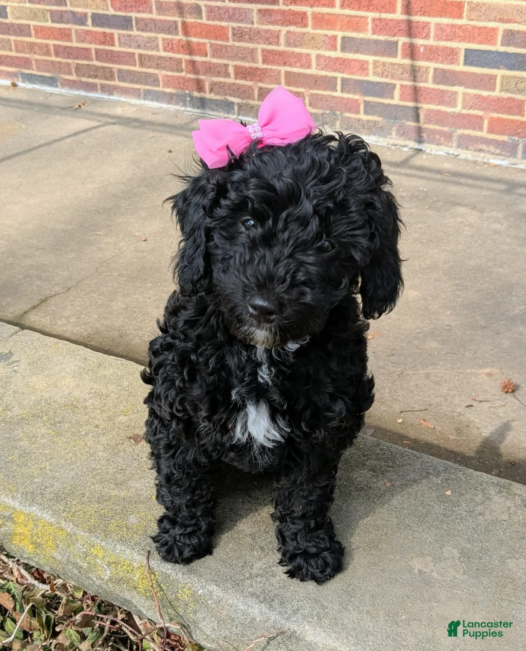 Mixed Breed dogs for sale: Mixed Breed Puppy 1 - Ad 2