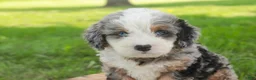 Mini Bernedoodle dogs for sale: Mingo Mini Bernedoodle  - Ad 3