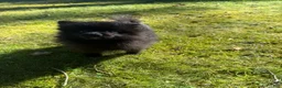 Pomeranian dogs for sale: Pomeranian 2 - Ad 3