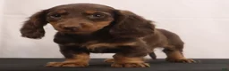 Dachshund dogs for sale: liz - Ad 5