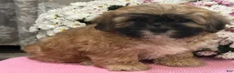 Teddy Bear dogs for sale: Callie - Ad 5