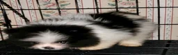 Pomeranian dogs for sale: Akc Buzz - Ad 2