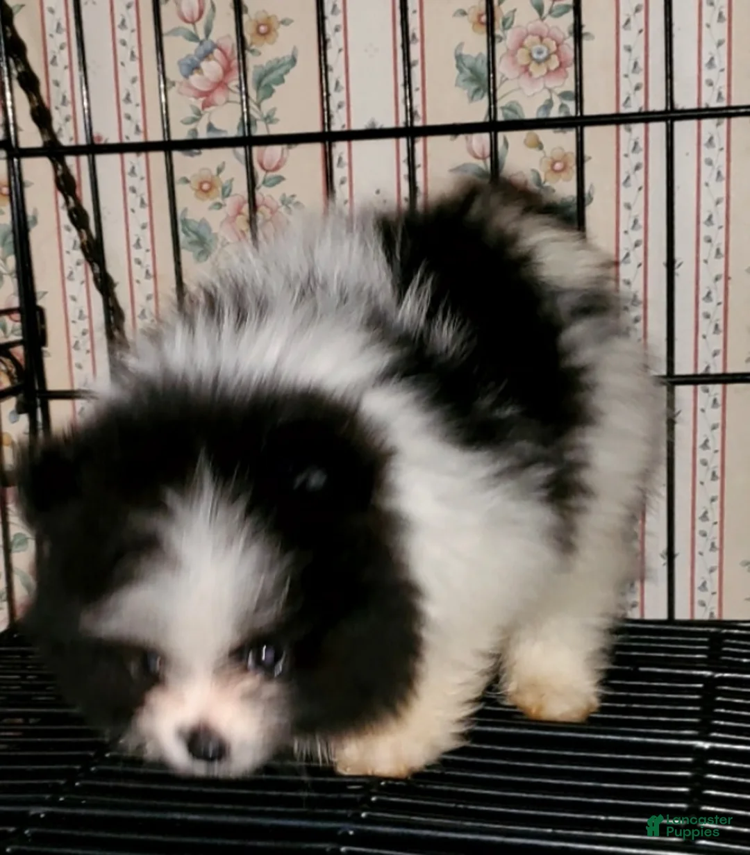 Pomeranian dogs for sale: Akc Buzz - Ad 2