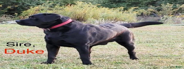 Duke