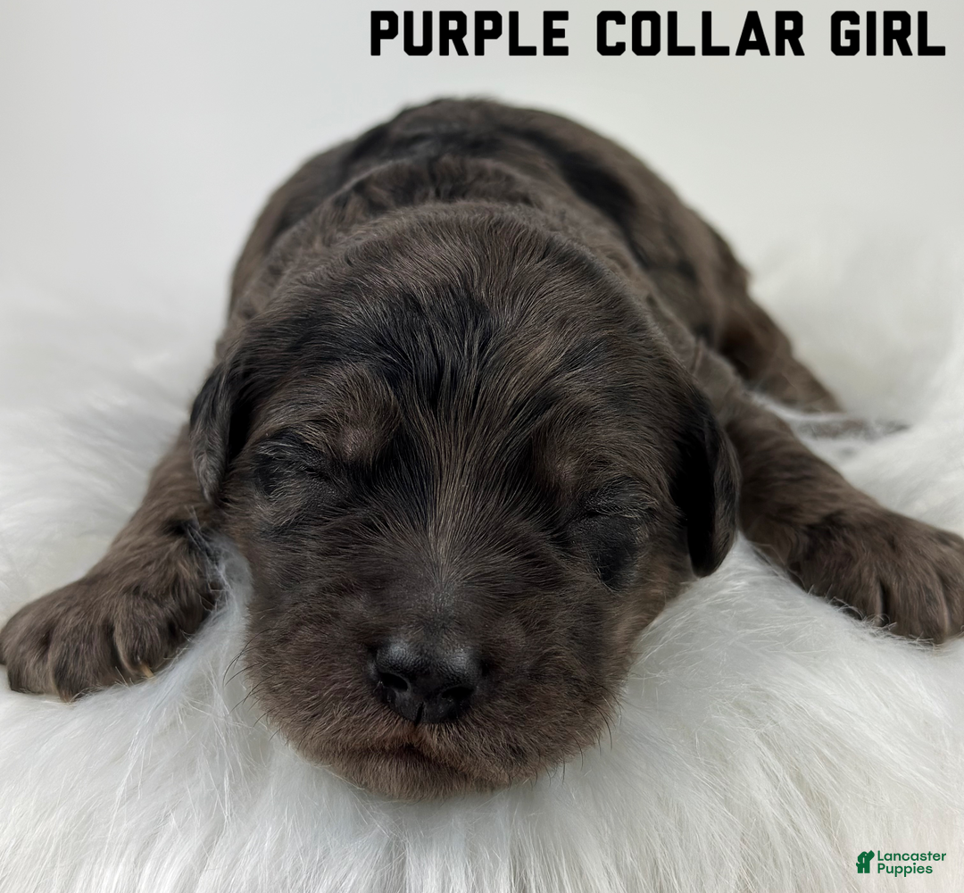 Goldendoodle dogs for sale: Goldendoodle Puppy 4 - Ad 3