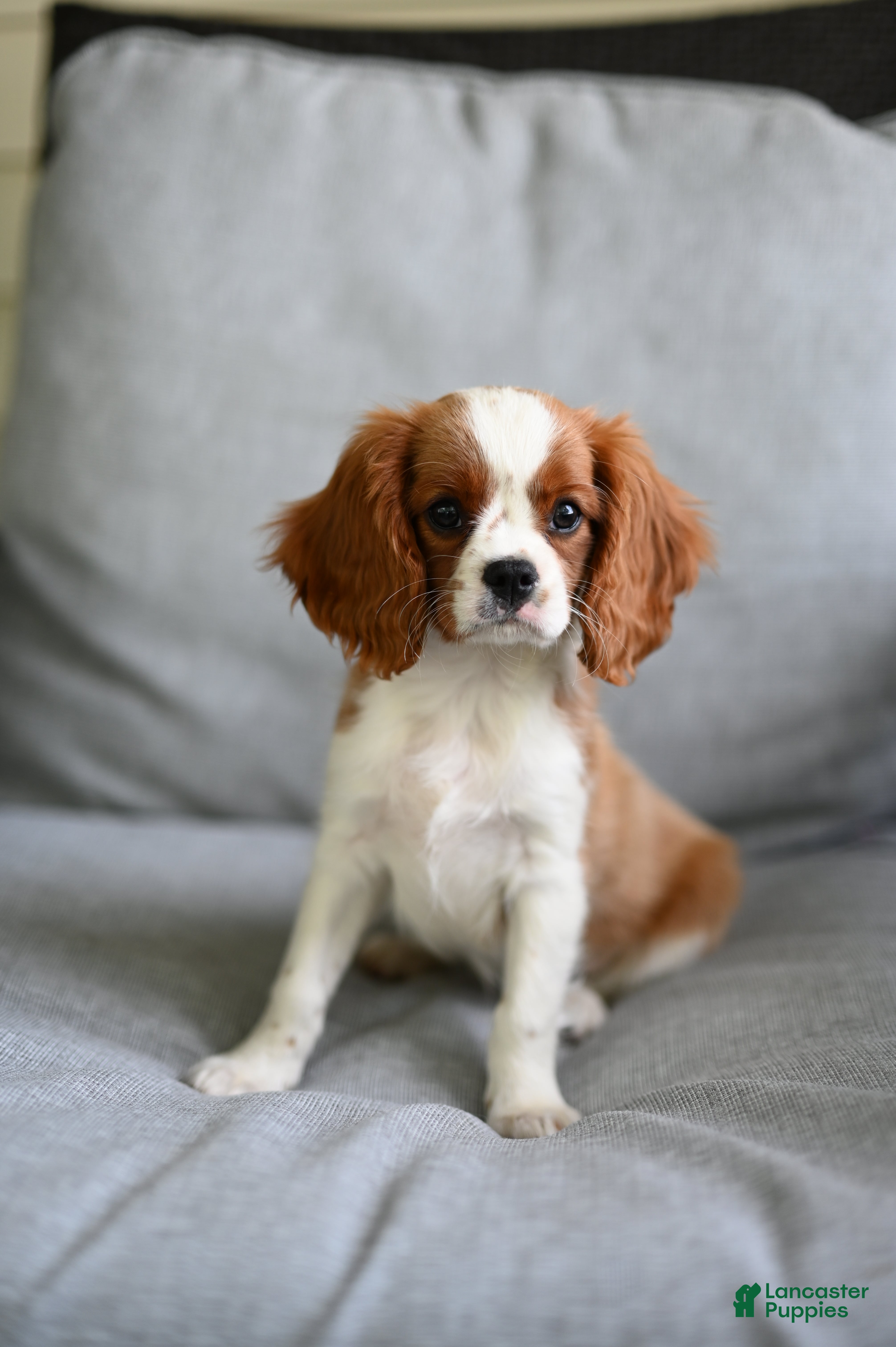Cavalier King Charles Spaniel dogs Vince  - Ad 2