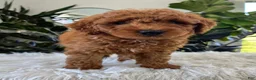 Mini Goldendoodle dogs for sale: Asher  - Ad 4