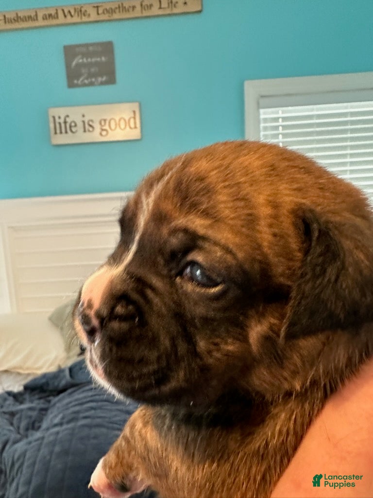 Boxer dogs for sale: Bentley - Ad 4