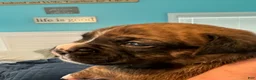 Boxer dogs for sale: Bentley - Ad 1