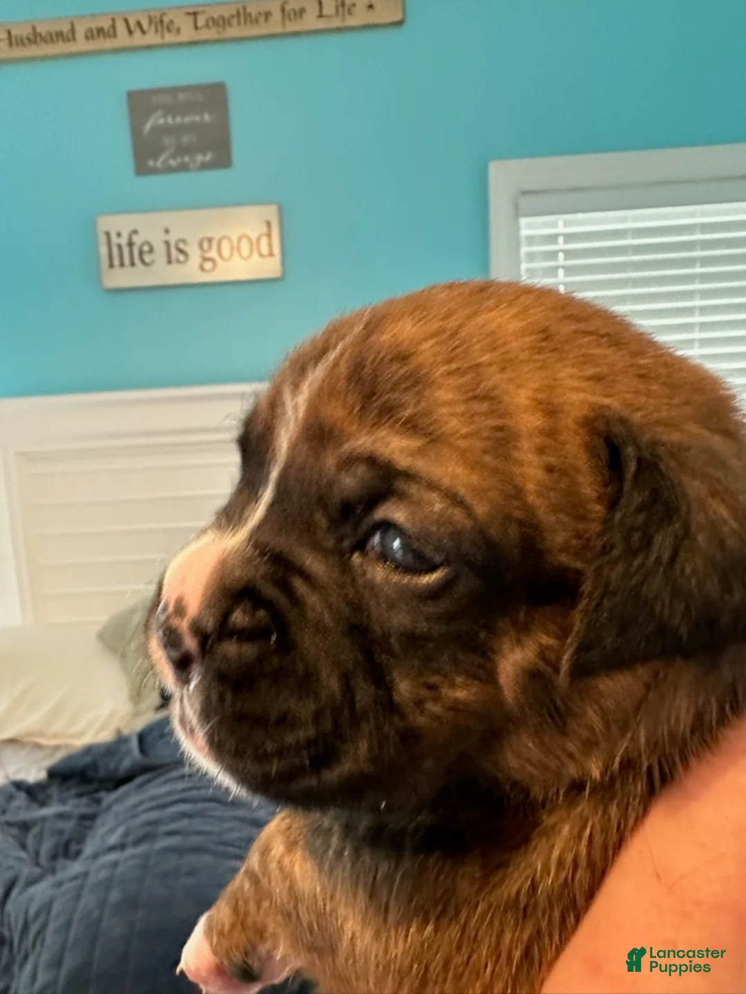 Boxer dogs for sale: Bentley - Ad 1