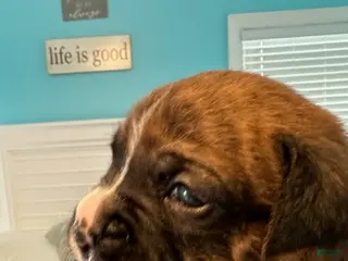 Boxer dogs for sale: Bentley - Ad 4