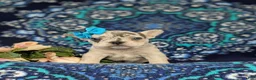 French Bulldog dogs for sale: Romy - Ad 2