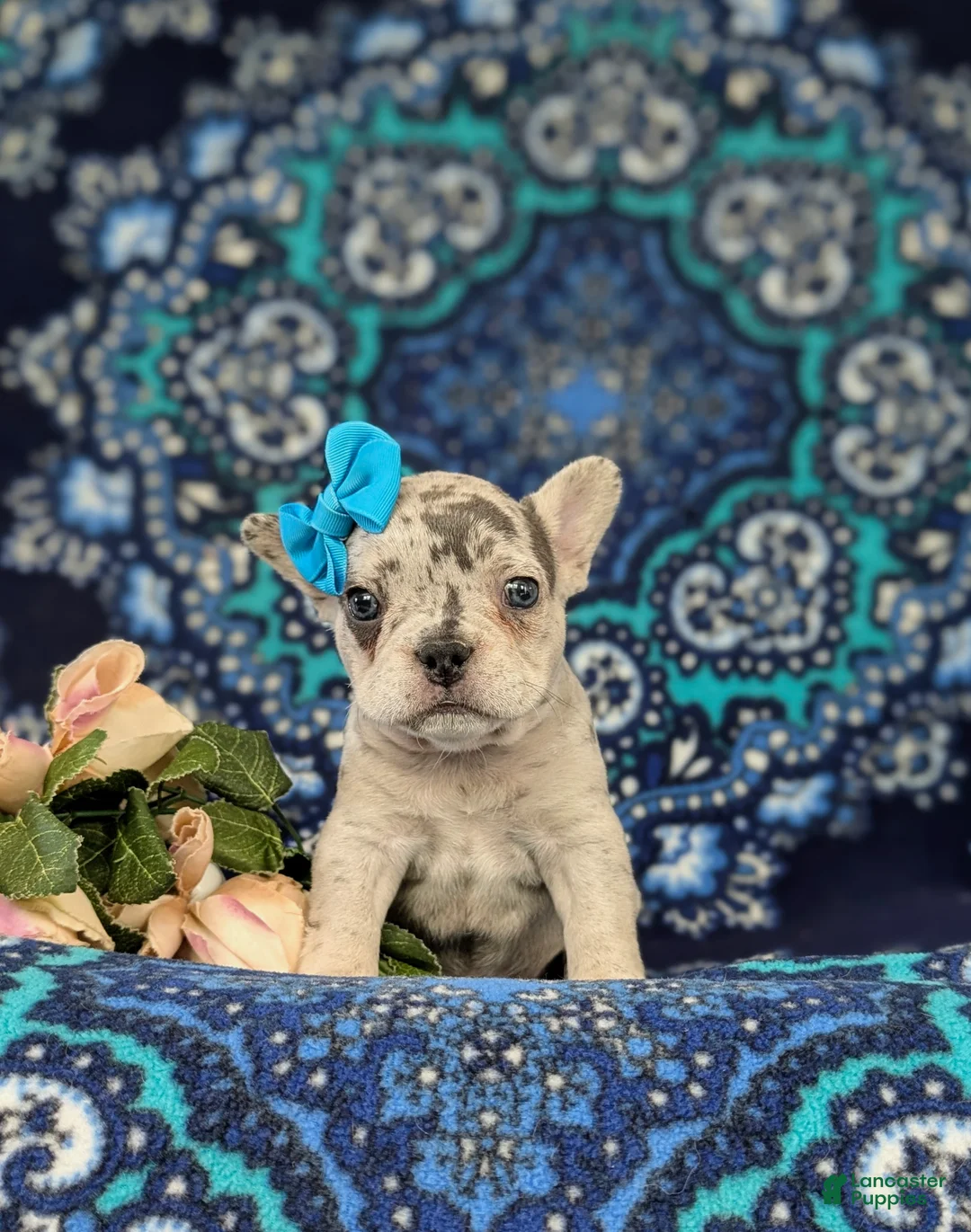 French Bulldog dogs for sale: Romy - Ad 2