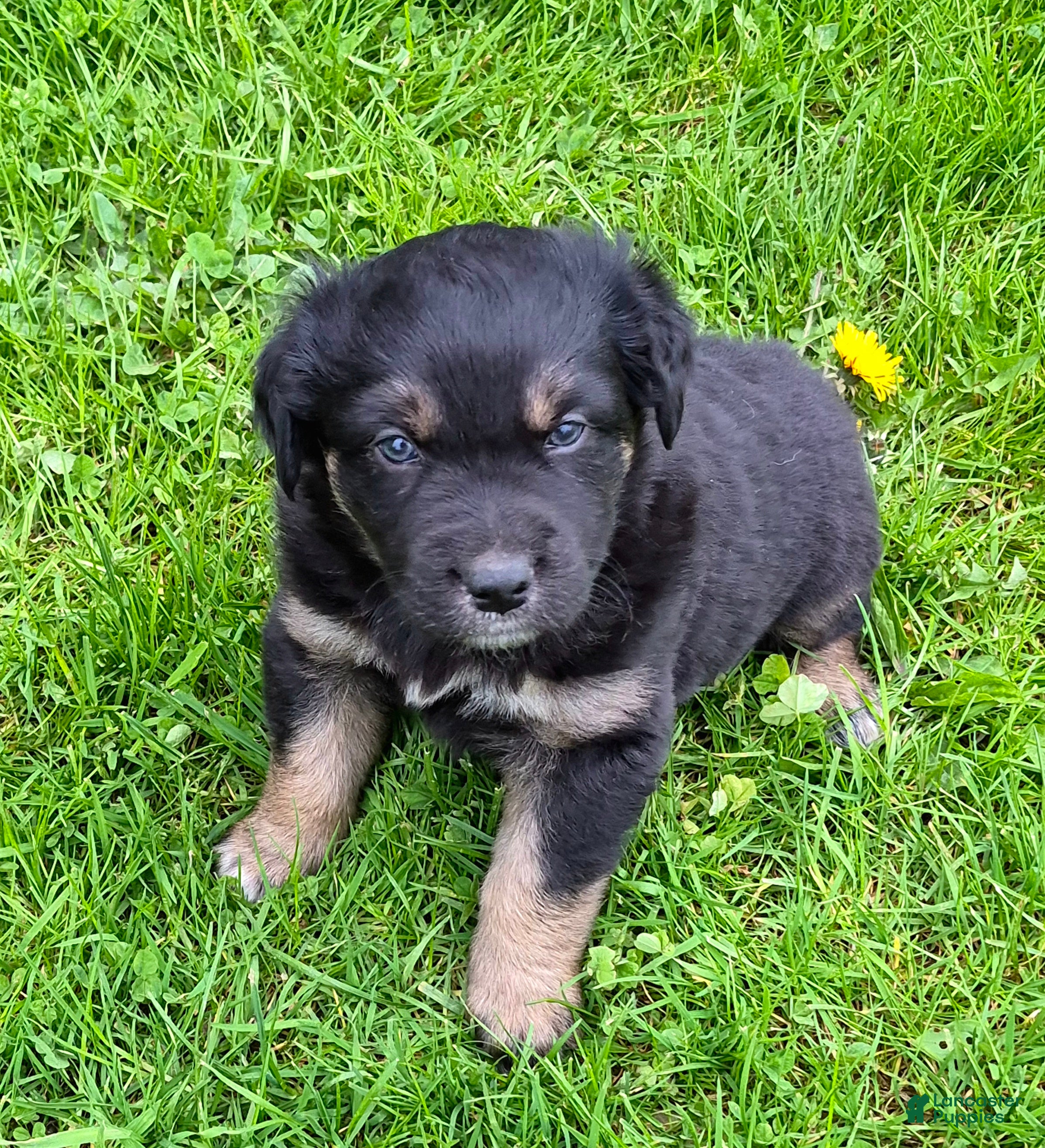 Australian Shepherd dogs Australian Shepherd Puppy 2 - Ad 2