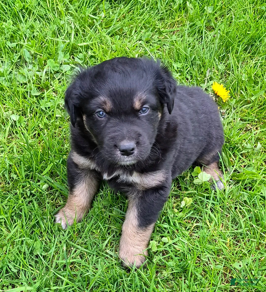 Australian Shepherd dogs for sale: Australian Shepherd Puppy 2 - Ad 1