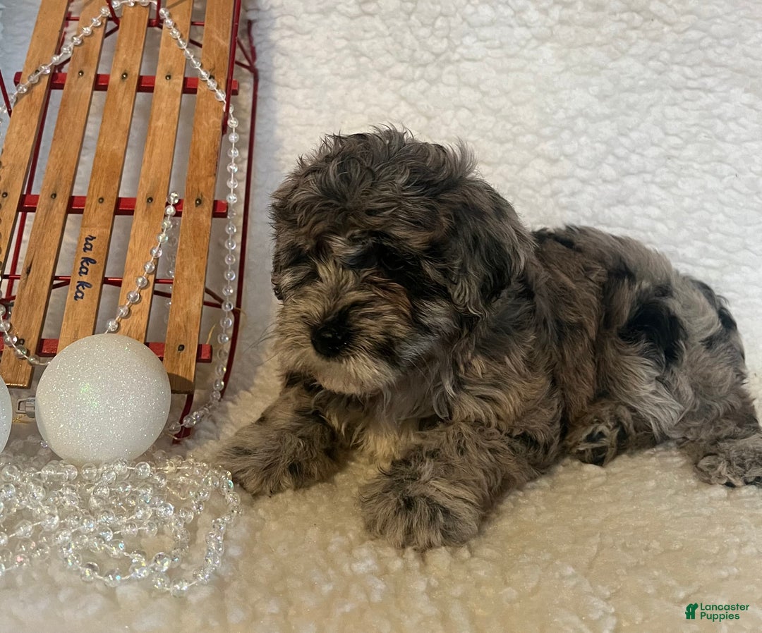 Whoodle dogs for sale: Minnie - Ad 4