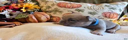 French Bulldog dogs for sale: Walter  - Ad 5